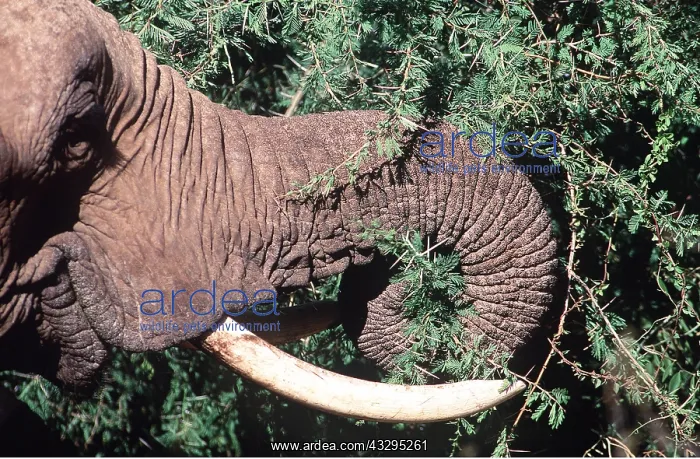  : AFRICAN ELEPHANT - single feeding, close-up of trunk