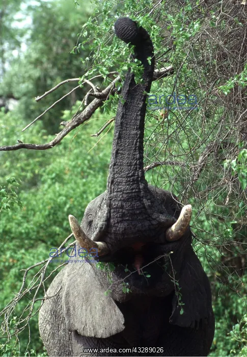 : African ELEPHANT - single, feeding on leadwood : African ELEPHANT - single, feeding on leadwood