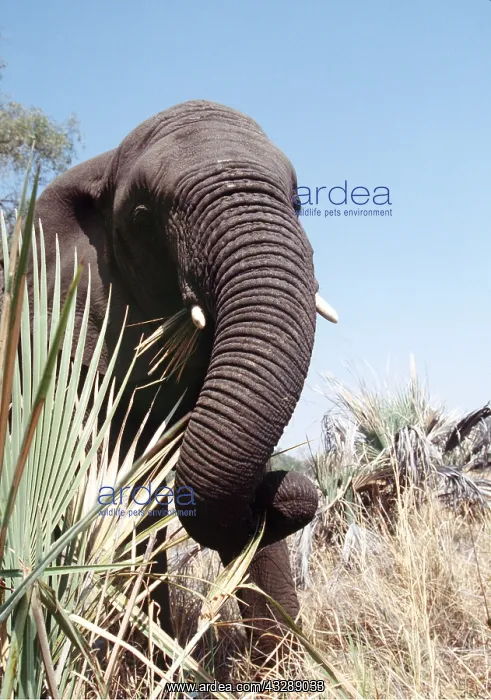 : AFRICAN ELEPHANT - single, feeding on palm : AFRICAN ELEPHANT - single, feeding on palm