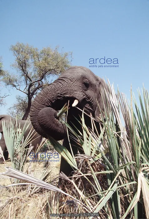 : African ELEPHANT - single, Feeding on Palm : African ELEPHANT - single, Feeding on Palm