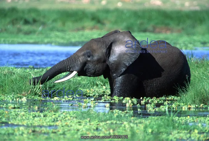  : African Elephant - single feeding in swamp