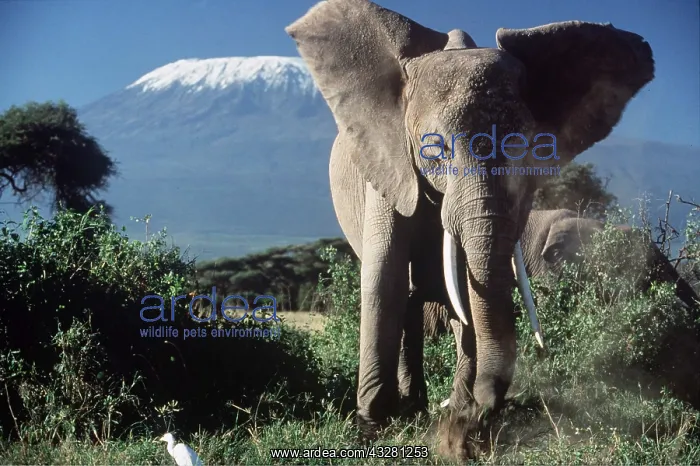  : AFRICAN ELEPHANT - single female, in front of Kilimanjaro