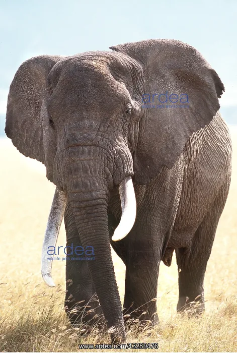 : African ELEPHANT - single, with long tusks : African ELEPHANT - single, with long tusks