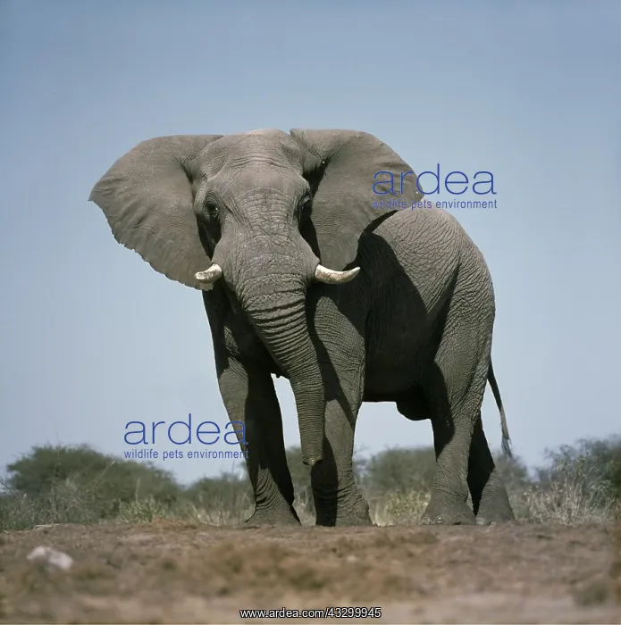 : AFRICAN ELEPHANT - single male facing : AFRICAN ELEPHANT - single male facing