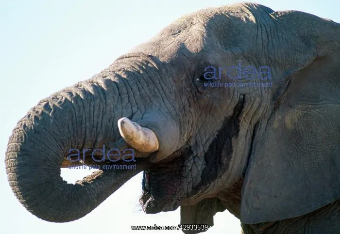 : African ELEPHANT - single, in musth : African ELEPHANT - single, in musth