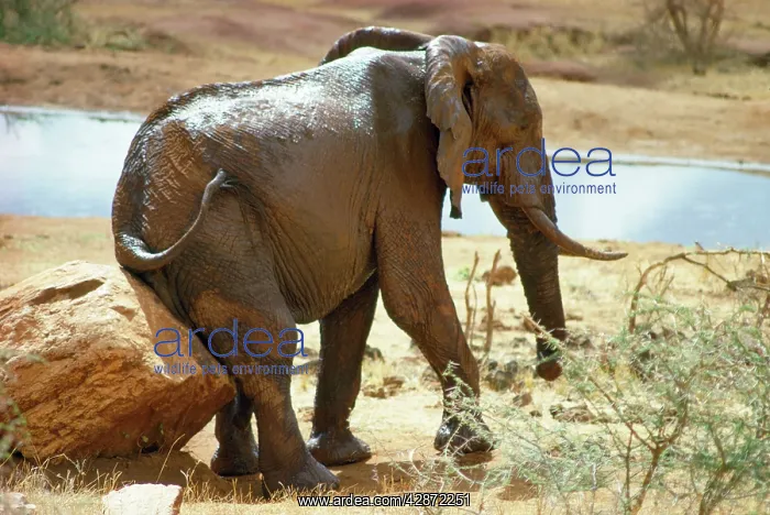 : African Elephant - single, scratching : African Elephant - single, scratching