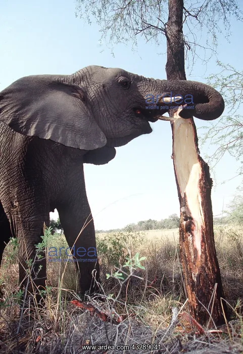 : AFRICAN ELEPHANT - single, Stripping bark of Red : AFRICAN ELEPHANT - single, Stripping bark of Red