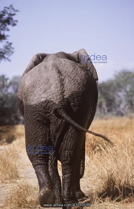 : AFRICAN ELEPHANT - single, back view : AFRICAN ELEPHANT - single, back view
