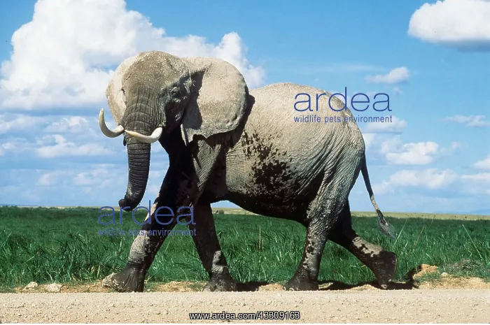 : AFRICAN ELEPHANT - single, walking