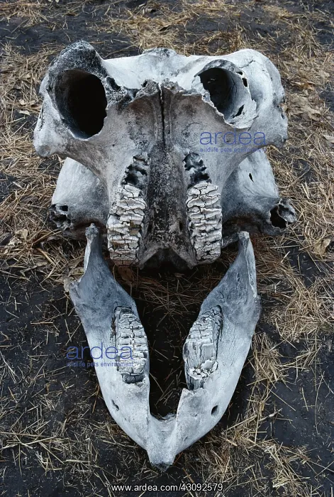 : African Elephant skull : African Elephant skull