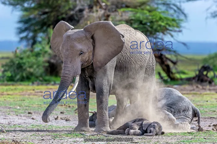 : African Elephant and sleeping baby dusting in Amboselli : African Elephant and sleeping baby dusting in Amboselli