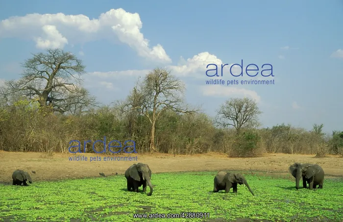 : African Elephant - Small breeding herd at a waterhole : African Elephant - Small breeding herd at a waterhole
