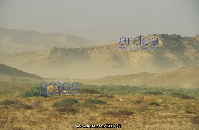 : African Elephant - So-called desert elephant : African Elephant - So-called desert elephant