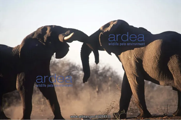 : AFRICAN ELEPHANT - two sparring : AFRICAN ELEPHANT - two sparring