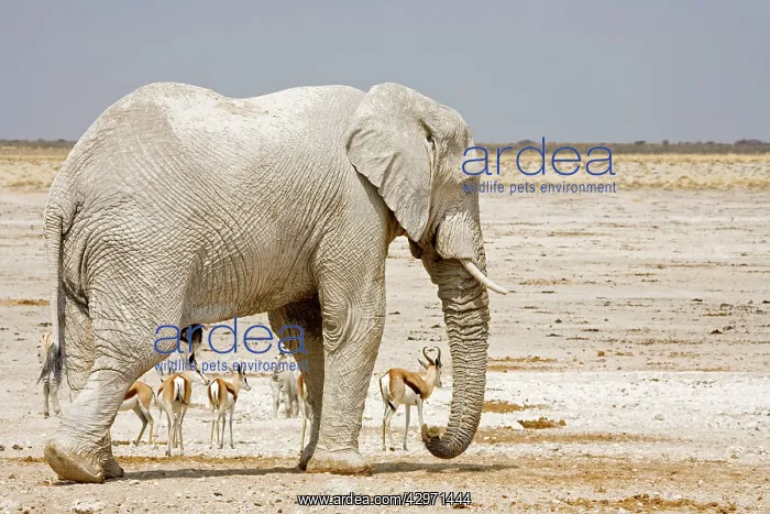 : African Elephant - with Springbok in background : African Elephant - with Springbok in background