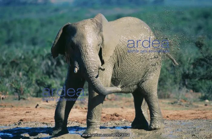 : African Elephant - squirting mud : African Elephant - squirting mud