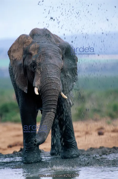 : AFRICAN ELEPHANT - squirting mud : AFRICAN ELEPHANT - squirting mud