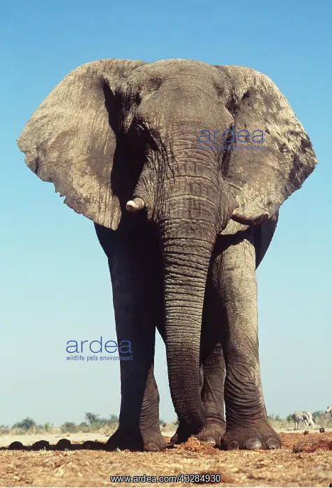 : AFRICAN ELEPHANT - STANDING : AFRICAN ELEPHANT - STANDING