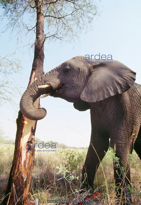: African ELEPHANT - stripping bark to eat : African ELEPHANT - stripping bark to eat