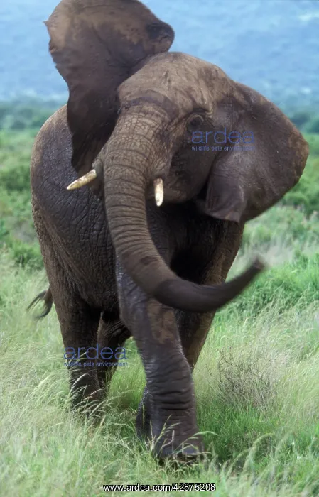: African Elephant - swinging trunk : African Elephant - swinging trunk