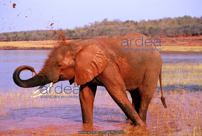 : African Elephant - Taking mud bath : African Elephant - Taking mud bath