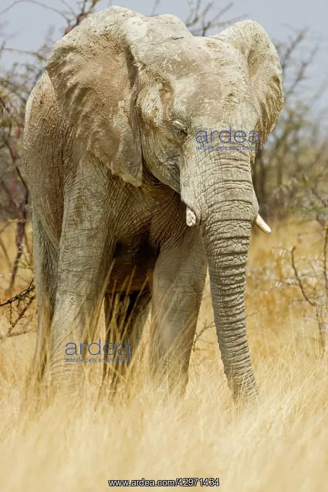  : African Elephant - in tall yellow grass