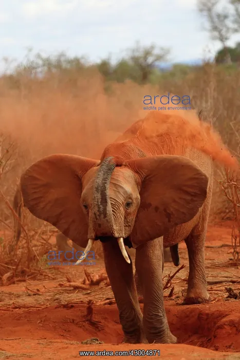 : African Elephant throwing dust : African Elephant throwing dust