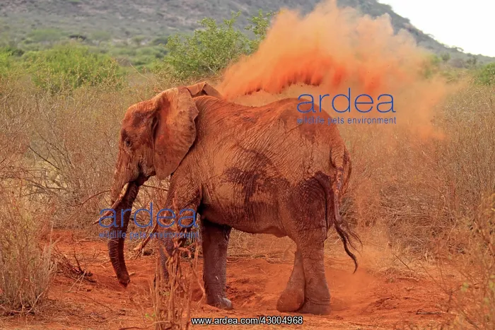 : African Elephant throwing dust : African Elephant throwing dust