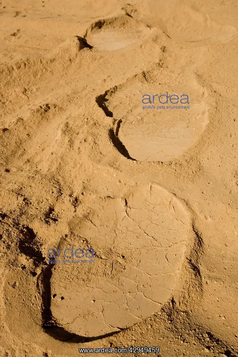 : African Elephant tracks in soft powdery river sand : African Elephant tracks in soft powdery river sand