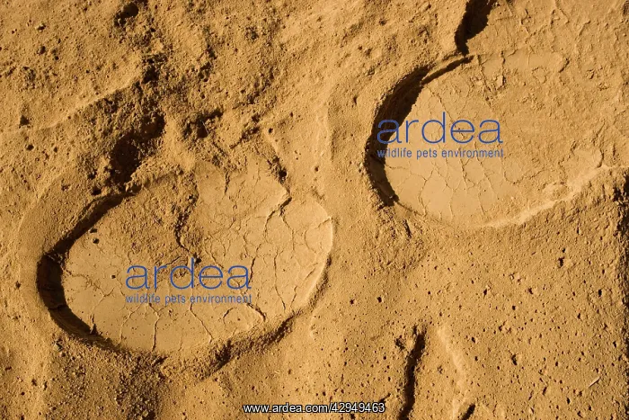 : African Elephant tracks in soft powdery river sand : African Elephant tracks in soft powdery river sand