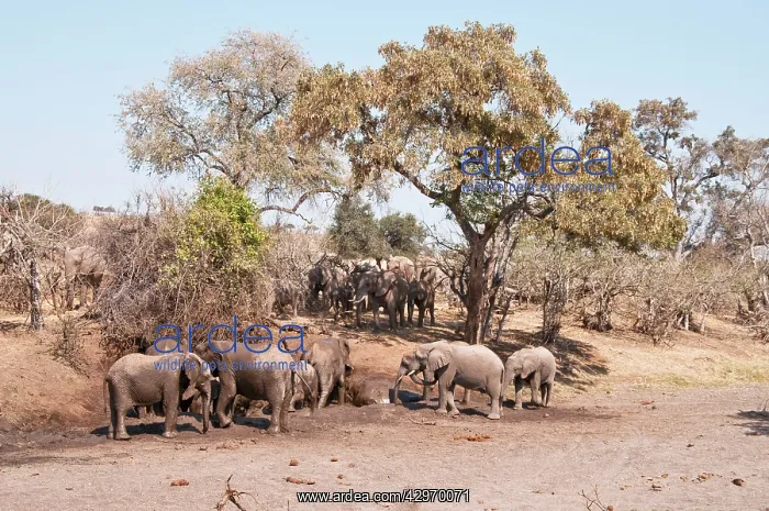 : African Elephant - troop at mud wallow with others : African Elephant - troop at mud wallow with others
