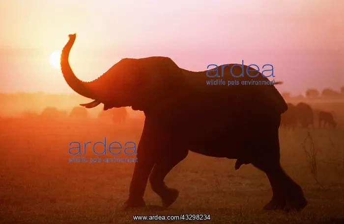 : AFRICAN ELEPHANT - TRUNK UP IN SUNSET : AFRICAN ELEPHANT - TRUNK UP IN SUNSET