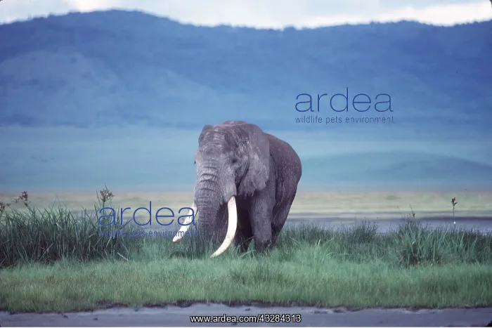 : African ELEPHANT with tusks : African ELEPHANT with tusks