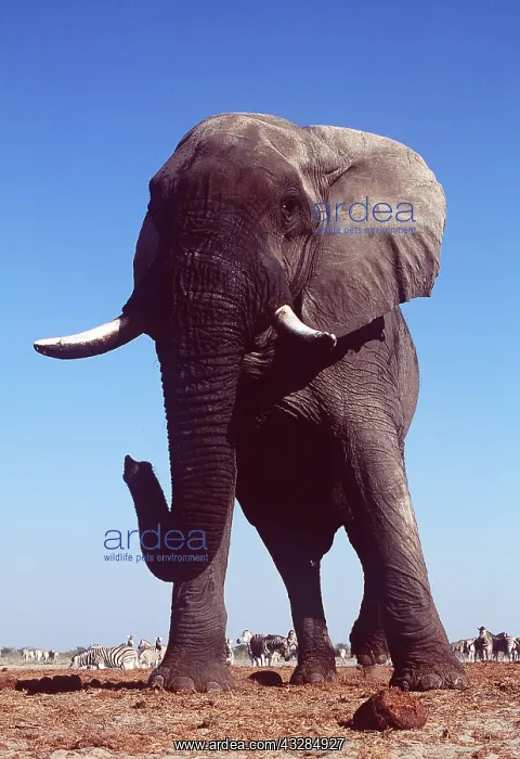 : AFRICAN ELEPHANT - with tusks : AFRICAN ELEPHANT - with tusks