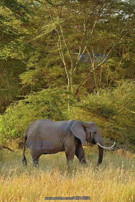 : African Elephant with unusually curved tusksna : African Elephant with unusually curved tusksna