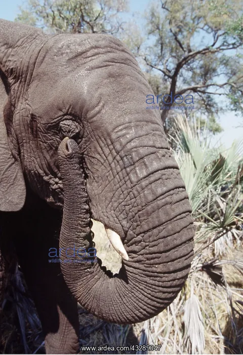 : AFRICAN ELEPHANT - using trunk to scratch eye : AFRICAN ELEPHANT - using trunk to scratch eye