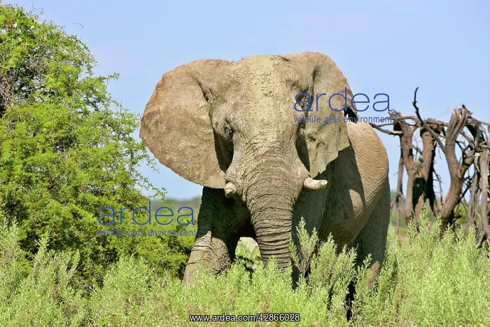 : African Elephant - front view of a male bull in : African Elephant - front view of a male bull in