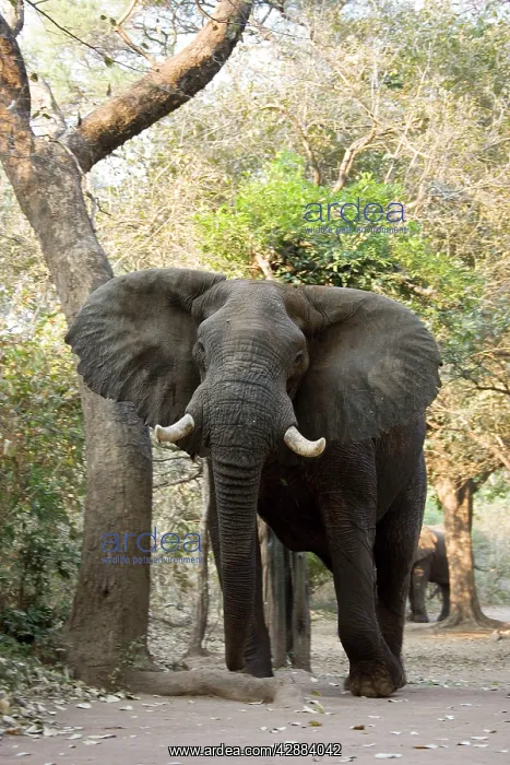 : African Elephant - Visit of 2 bulls in the Mvuu : African Elephant - Visit of 2 bulls in the Mvuu