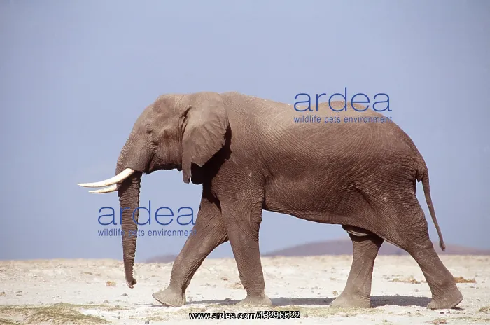  : African ELEPHANT walking