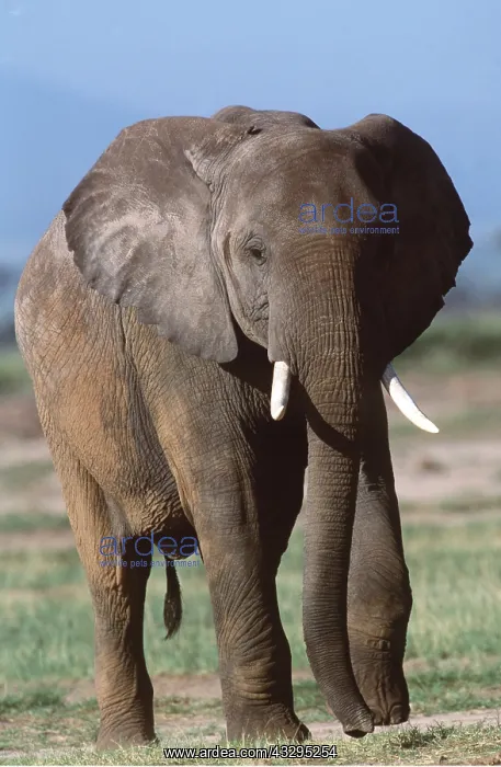  : AFRICAN ELEPHANT- walking facing