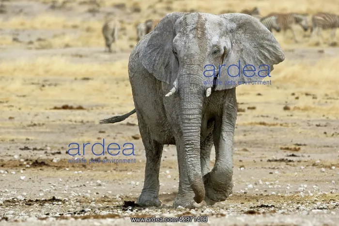 : African Elephant - walking head on with zebras : African Elephant - walking head on with zebras