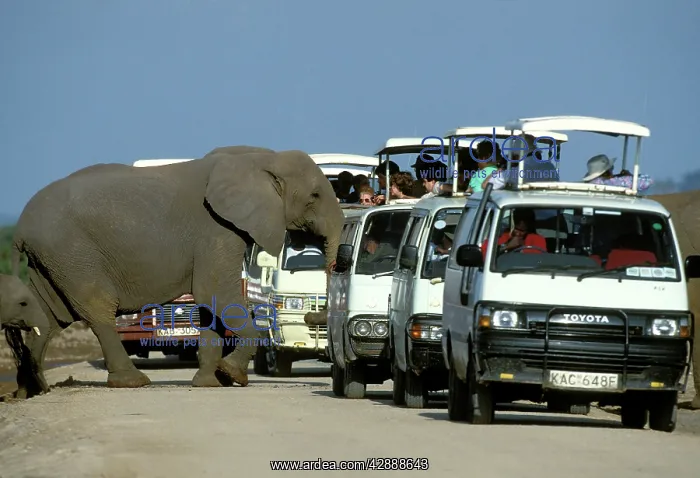 : African Elephant - walking past toursit vehicles : African Elephant - walking past toursit vehicles