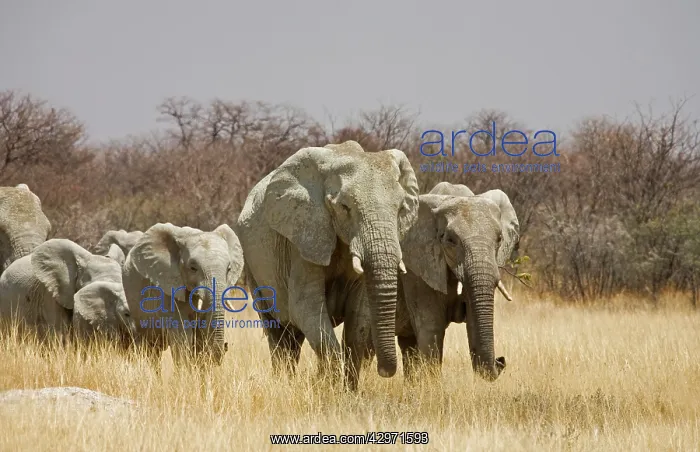 : African Elephant - walking through sweet grass : African Elephant - walking through sweet grass