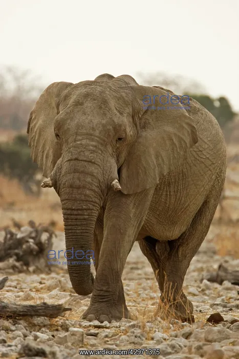 : African Elephant - walking through white rocks at water hole : African Elephant - walking through white rocks at water hole