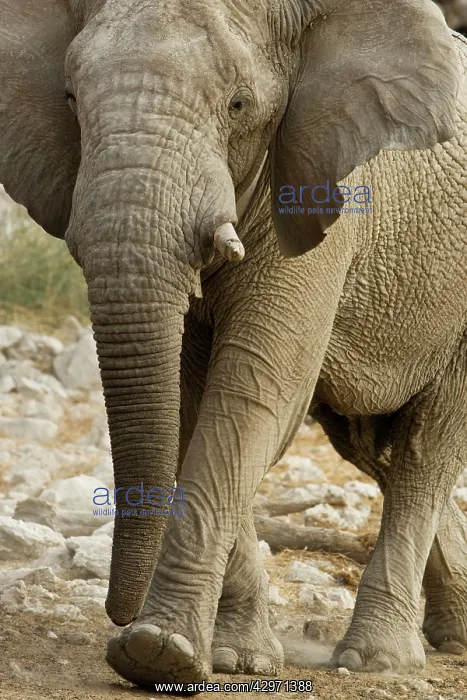 : African Elephant - walking through white rocks at water hole : African Elephant - walking through white rocks at water hole