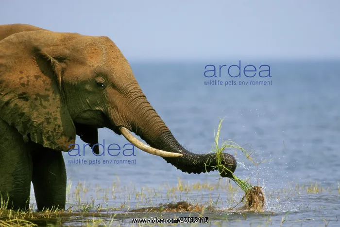 : African ELEPHANT - washing mud off grass before eating : African ELEPHANT - washing mud off grass before eating