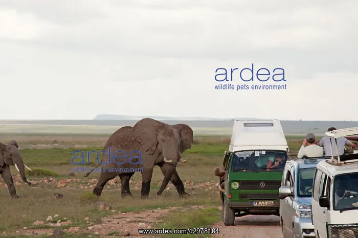 : African Elephant - being watched by tourists in vehicles : African Elephant - being watched by tourists in vehicles