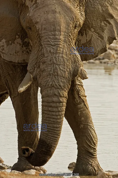 : African Elephant - at a water hole : African Elephant - at a water hole