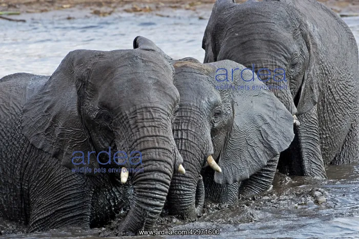 : African Elephant - in water pool : African Elephant - in water pool