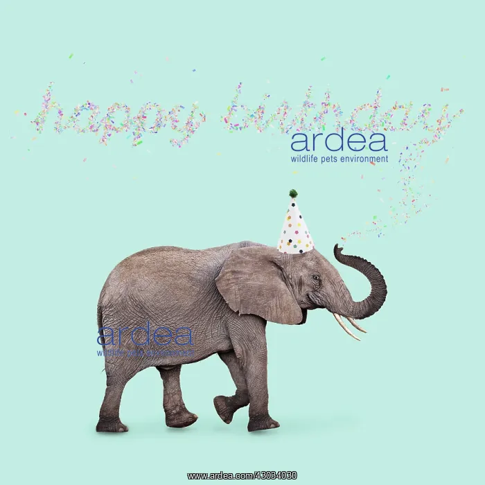  : African Elephant, wearing Birthday party hat
